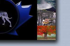 The Great Dane Club of Canada